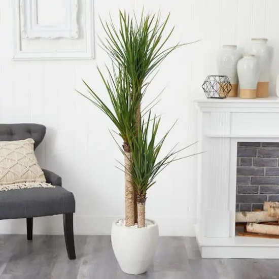 5.5ft. Yucca Tree with White Planter {3}