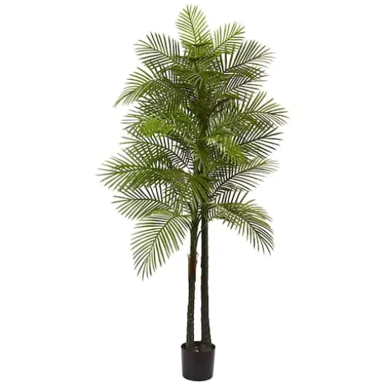 7ft. Potted Double Robellini Palm Tree {1}