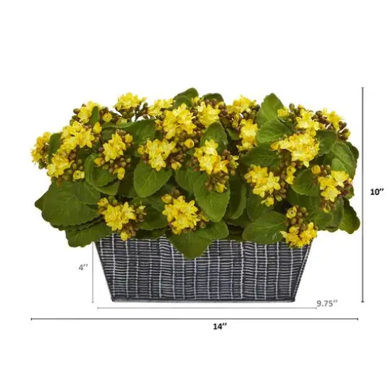 14" Yellow Kalanchoe Plant in Black Embossed Planter {3}