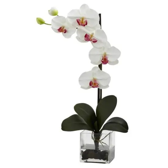 Giant Phalaenopsis Orchid with Vase Arrangement {1}