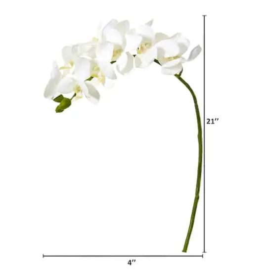 Moth Orchid Stem, 6ct. White {3}