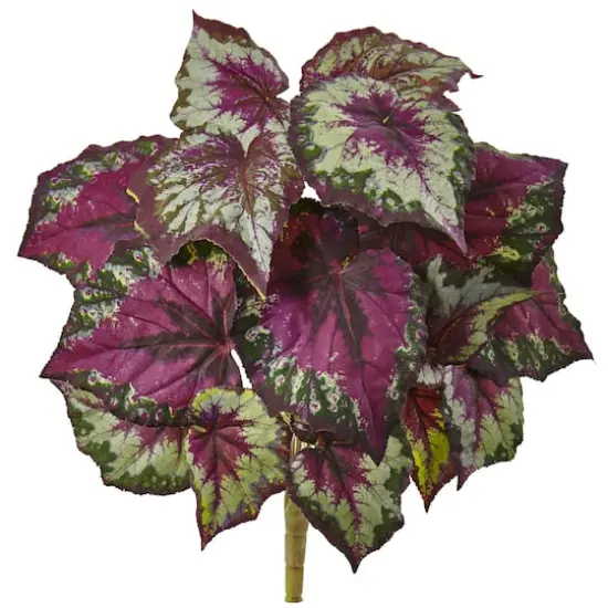 16" Begonia Bush, 6ct. {1}