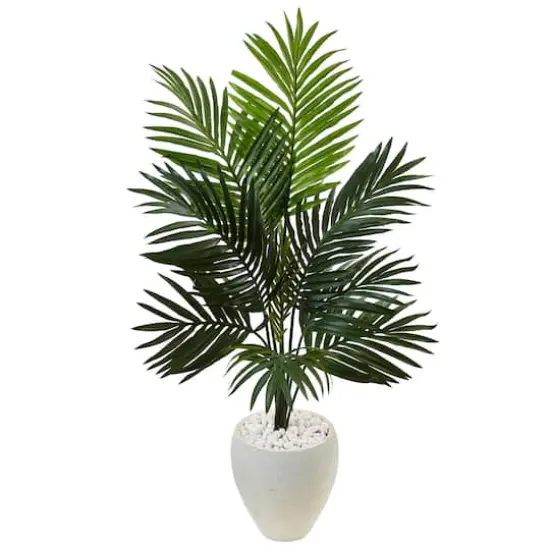 4.5ft. Kentia Palm Tree in White Oval Planter {1}
