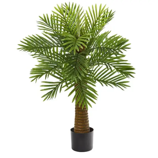 3ft. Potted Date Palm Tree {1}