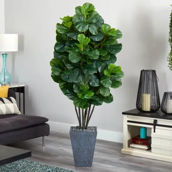 6ft. Fiddle Leaf Fig Tree in Slate Planter {3}
