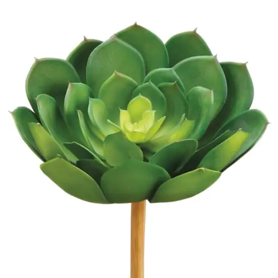 Soft Touch Green Echeveria Pick with Light Green Center {1}