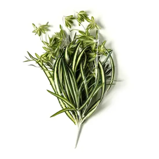 Variegated Spider Bush Classic Greenery Collection by Ashland&reg; {5}