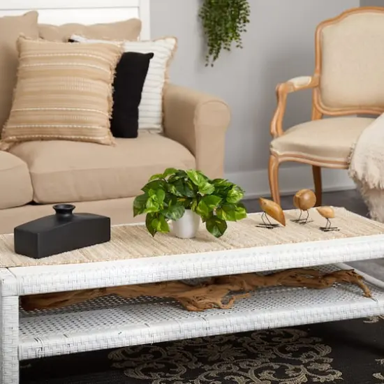 9" Variegated Pothos Plant in Decorative White Planter {5}