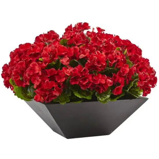 15" Red Geranium in Black Planter {1}