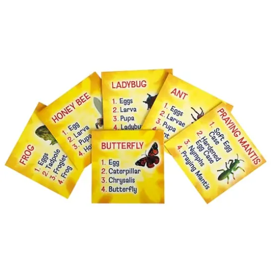 Insect Lore Life Cycle Figurine 24 Piece Set {5}