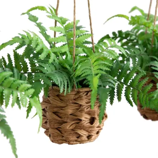 10" UV-Resistant Boston Ferns in Hanging Wicker Baskets, 3ct. {7}