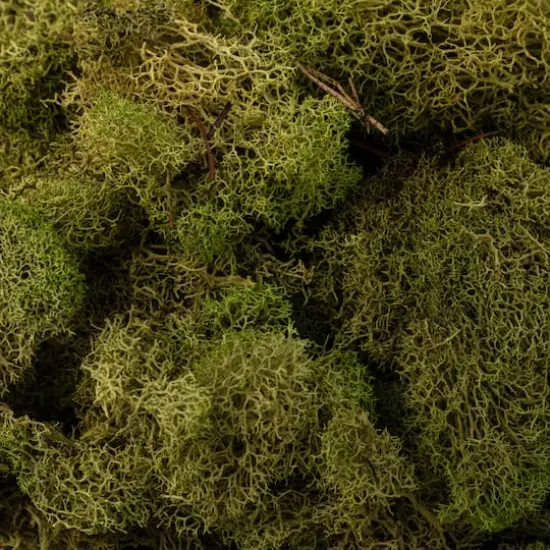 Ashland&reg; Reindeer Moss Spring Green {6}