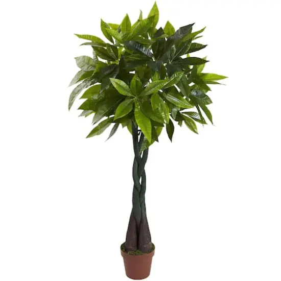 4ft. Potted Money Tree {1}