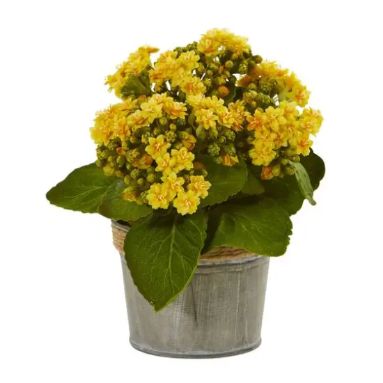 9" Kalanchoe Arrangement in Decorative Pot, 3ct. {3}