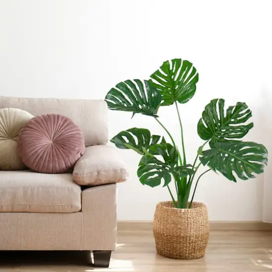 2.9ft. Potted Wide Leaf Monstera Floor Plant {3}