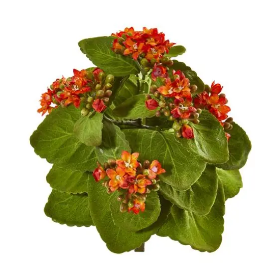 Orange Kalanchoe Bush, 6ct. {1}