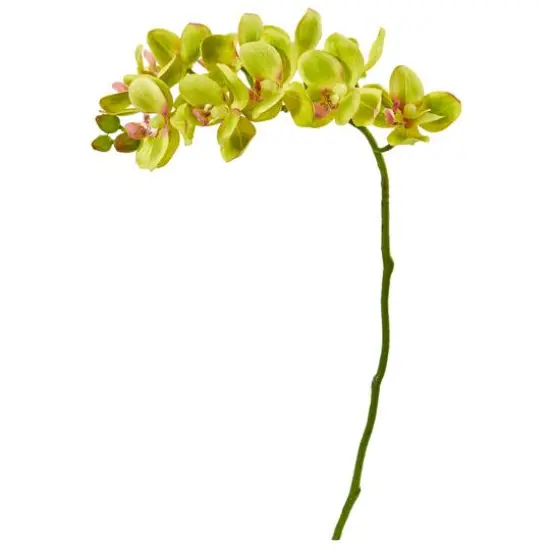 Moth Orchid Stem, 6ct. Green {1}