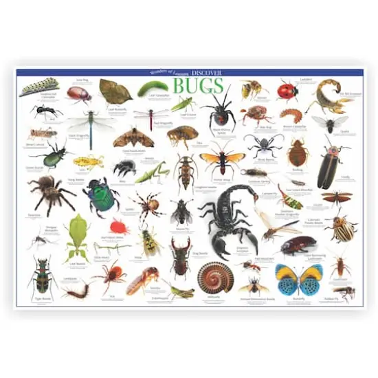Wonders of Learning Discover Bugs Educational Tin Set {4}