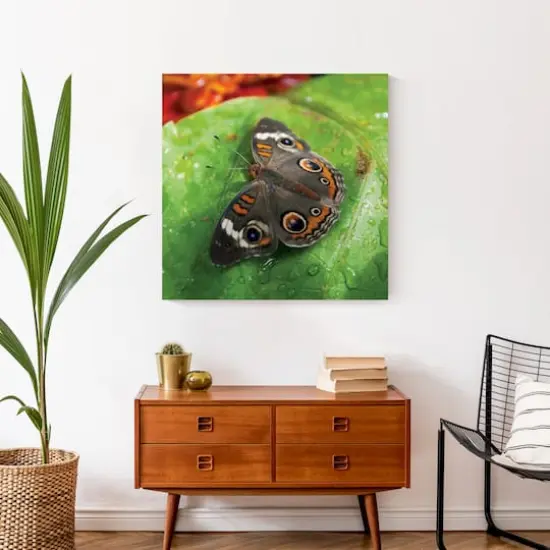 Butterfly On Leaf 24" x 24" Canvas Wall Art {5}