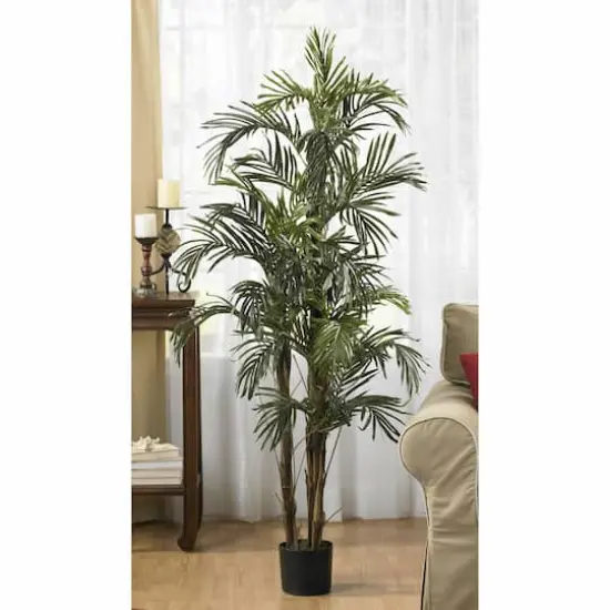 5ft. Potted Robellini Palm Tree {5}