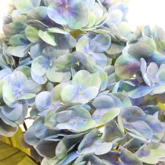 23" Green & Blue Hydrangea Bush by Ashland&reg; {3}