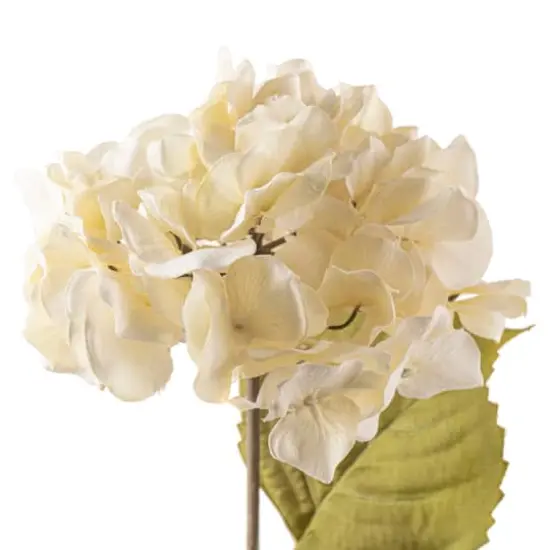Cream Hydrangea Stem by Ashland&reg; {4}