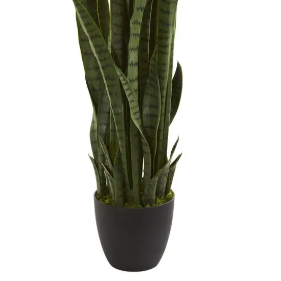 3.5ft. Potted Snake Plant {3}