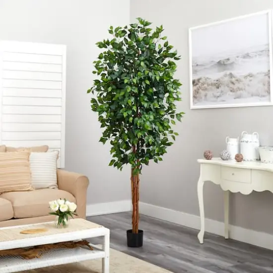 7ft. Potted Ficus Tree {8}