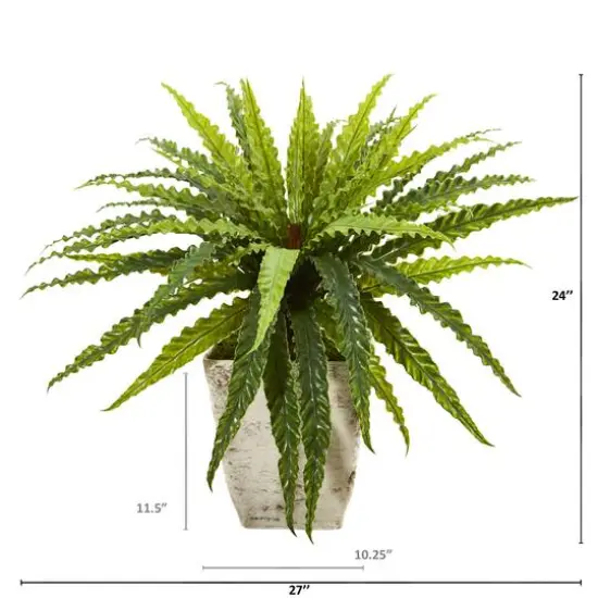 24" Asplenium in Country White Planter {3}