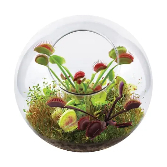 Glass Terrarium - Fly Trap Garden {1}