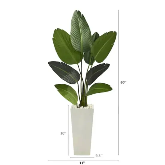 5ft. Travelers Palm Tree in Tall White Planter {3}