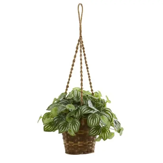 13" Watermelon Peperomia Plant in Hanging Basket {1}