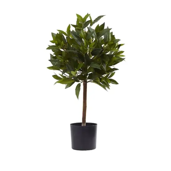 2ft. Potted Sweet Bay Mini Ball Topiary Tree {1}