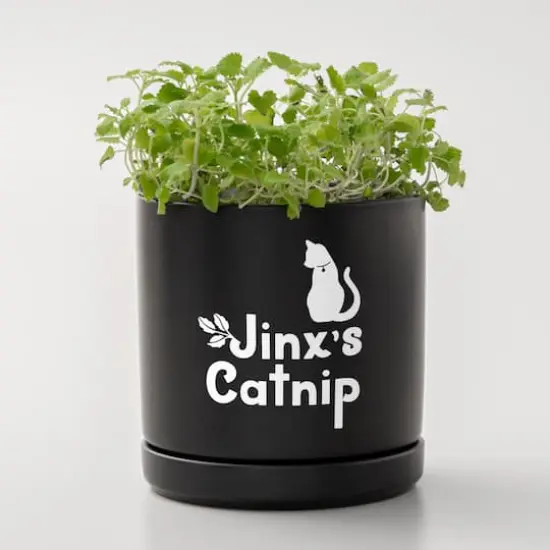 Cricut Joy Xtra&trade; Removable Smart Vinyl&trade;, 3ft. White {7}