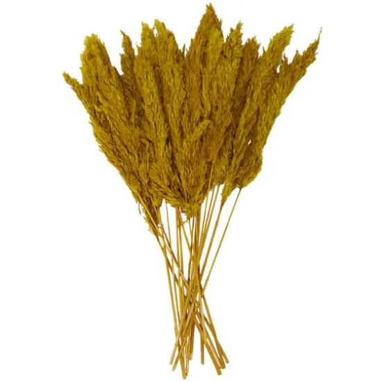 Dried Plant Pampas Natural Foliage with Long Stems Yellow {1}