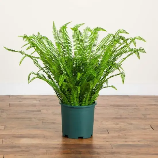 3ft. UV Resistant Artificial Boston Fern Plant with Real Touch Leaves (Indoor/Outdoor) {6}