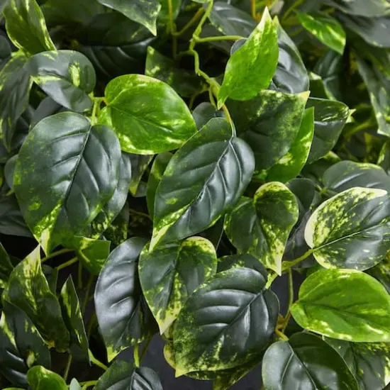 2.5ft. Hanging Pothos with Slate Planter {7}