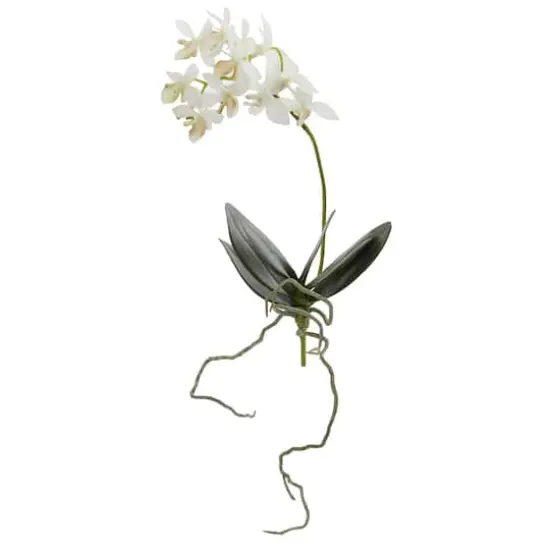 White Mini Moth Orchid Stem, 6ct. {1}