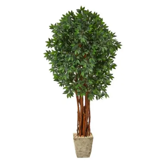 6ft. Lychee Tree in Country White Planter {1}