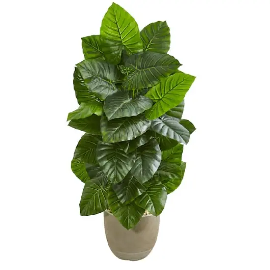 4.5ft. Taro Plant in Sand Stone Planter {1}