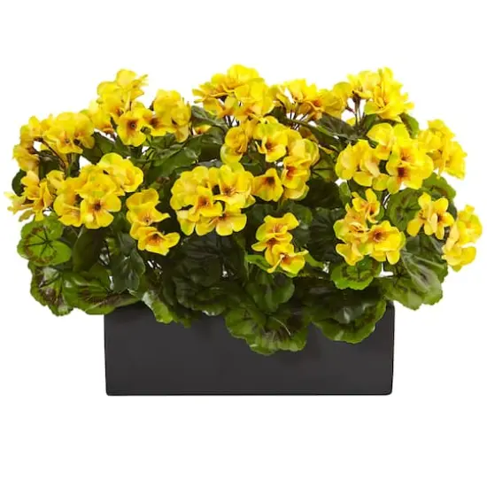 13" Yellow Geranium in Rectangular Planter {1}