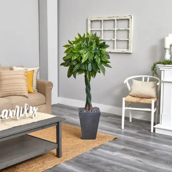 5ft. Money Tree in Slate Planter {4}