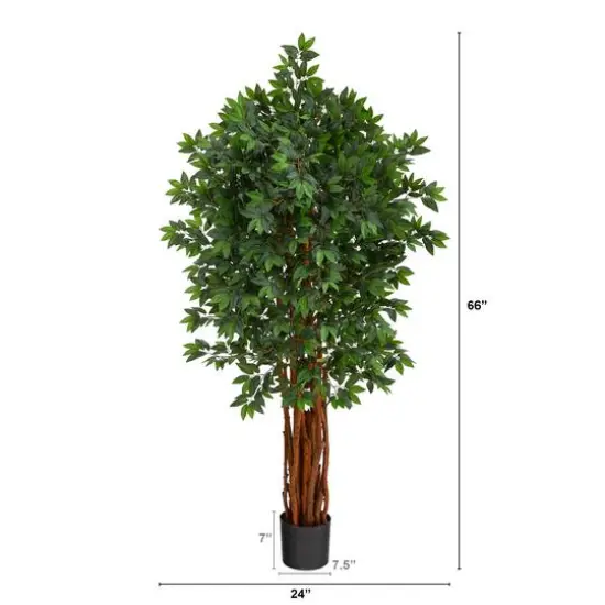 5.5ft. Potted Lychee Tree {3}