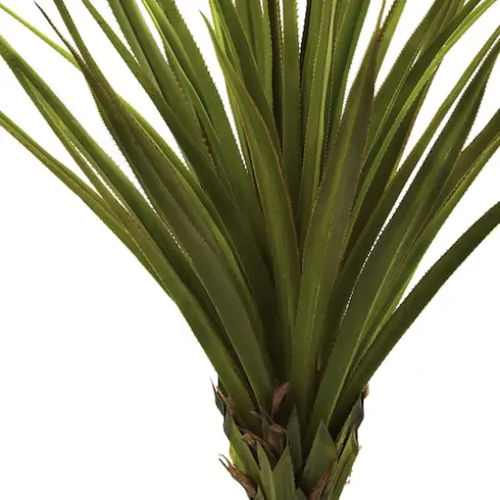 5ft. Potted Spiked Agave Tree {3}