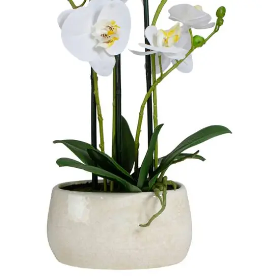 22" White Orchid Plant in White Oval Pot {4}