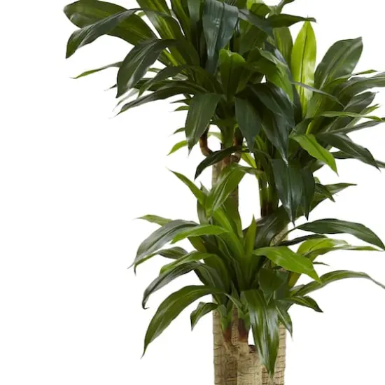 4.5ft. Cornstalk Dracaena In Vase {3}