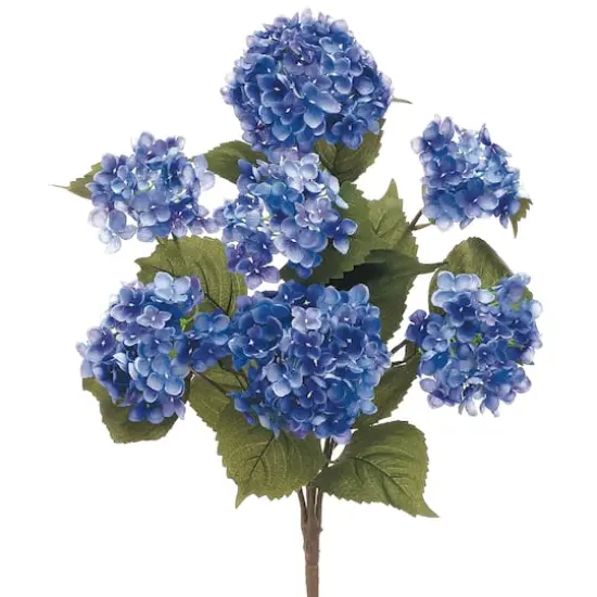 Helio Blue Hydrangea Bush {1}