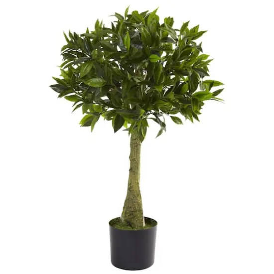 3ft. Potted Bay Leaf Topiary {1}