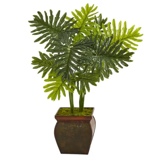 3.5ft. Philodendron Plant in Decorative Planter {1}