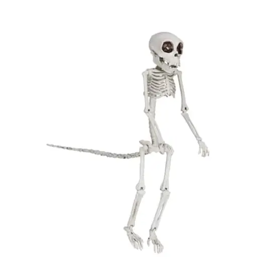 Hello Honey&reg; 23.5" Natural Plastic Monkey Skeleton D&eacute;cor {1}